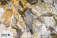 Oreotrochilus leucopleurus