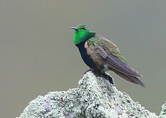 Oreotrochilus melanogaster