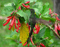 Lafresnaya lafresnayi