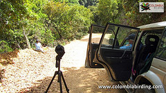 Coeligena bonapartei