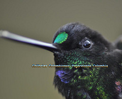 Coeligena helianthea