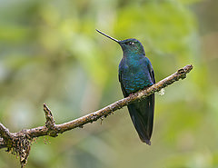 Pterophanes cyanopterus