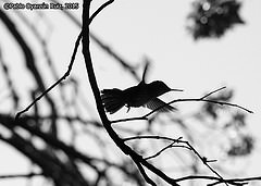 Sephanoides sephaniodes