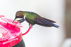 Heliangelus strophianus