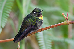 Heliangelus micraster