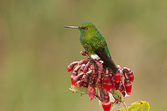 Eriocnemis cupreoventris