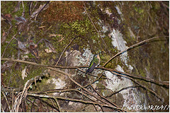 Eriocnemis glaucopoides