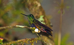 Eriocnemis mirabilis