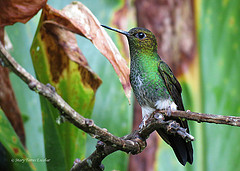 Haplophaedia aureliae