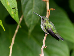 Urosticte ruficrissa