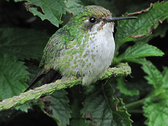 Ocreatus underwoodii