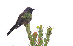 Ramphomicron microrhynchum