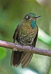 Metallura tyrianthina