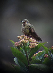 Metallura aeneocauda