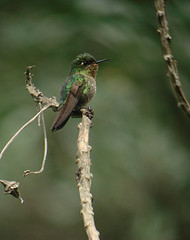 Chalcostigma ruficeps