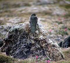 Chalcostigma olivaceum