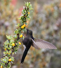 Chalcostigma stanleyi