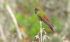 Chalcostigma heteropogon
