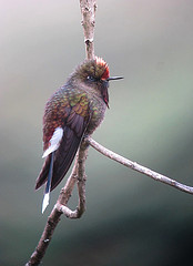 Chalcostigma herrani