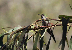 Taphrolesbia griseiventris