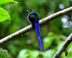 Aglaiocercus berlepschi