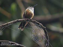 Aglaiocercus coelestis