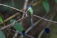 Loddigesia mirabilis