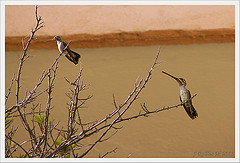 Heliomaster constantii