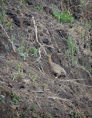 Rhynchotus maculicollis