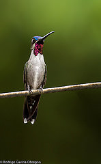 Heliomaster longirostris