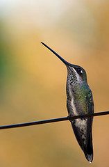 Heliomaster squamosus