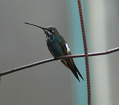 Heliomaster furcifer