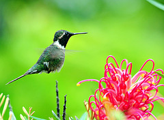 Calliphlox amethystina