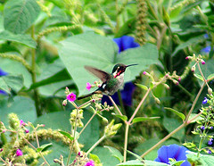 Microstilbon burmeisteri