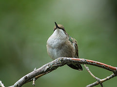 Archilochus colubris