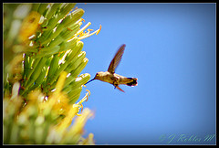 Archilochus alexandri