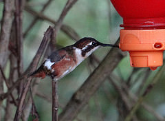 Chaetocercus mulsant