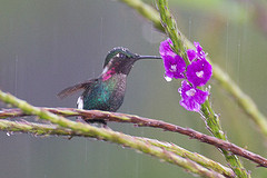 Chaetocercus heliodor