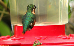 Chaetocercus astreans