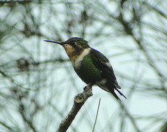 Chaetocercus jourdanii