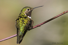 Selasphorus platycercus