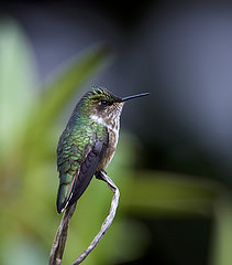 Selasphorus flammula