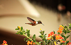 Selasphorus scintilla