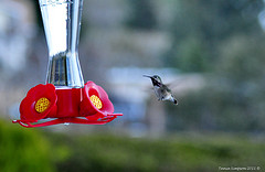 Selasphorus calliope