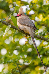 Colius leucocephalus