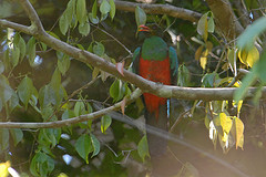 Pharomachrus pavoninus