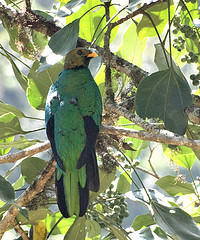 Pharomachrus auriceps