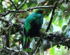 Pharomachrus fulgidus