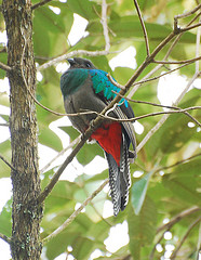 Pharomachrus mocinno