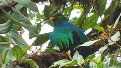 Pharomachrus antisianus